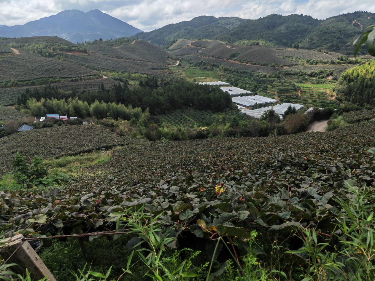 福山村春秋葡萄园