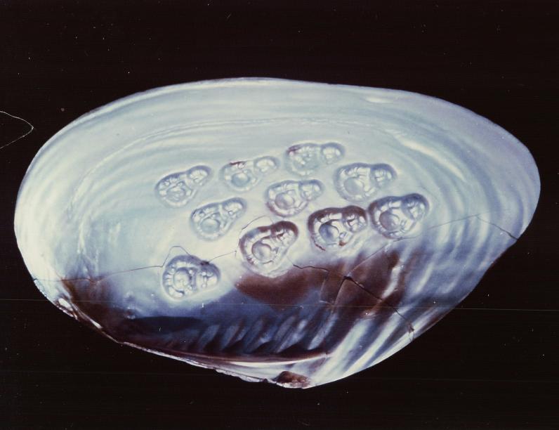 古代利用叶金扬珍珠养殖技术培育出的附壳(佛像)珍珠