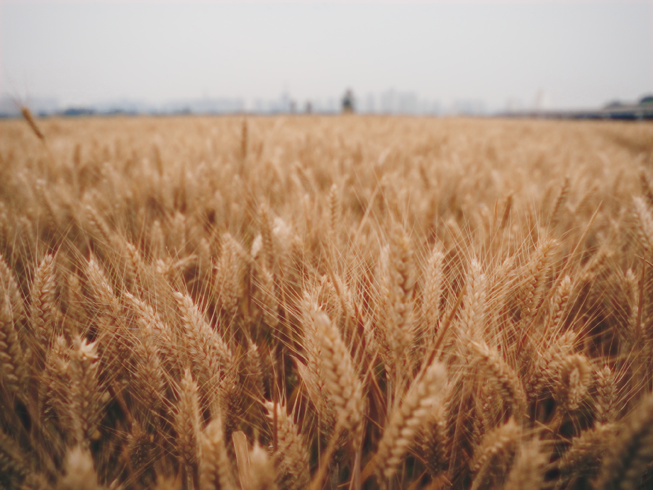 911eec228f00c01e904e28ae81700b4e