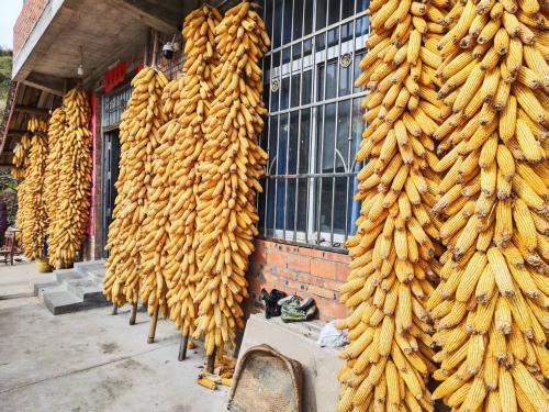 微信图片_20251115154009