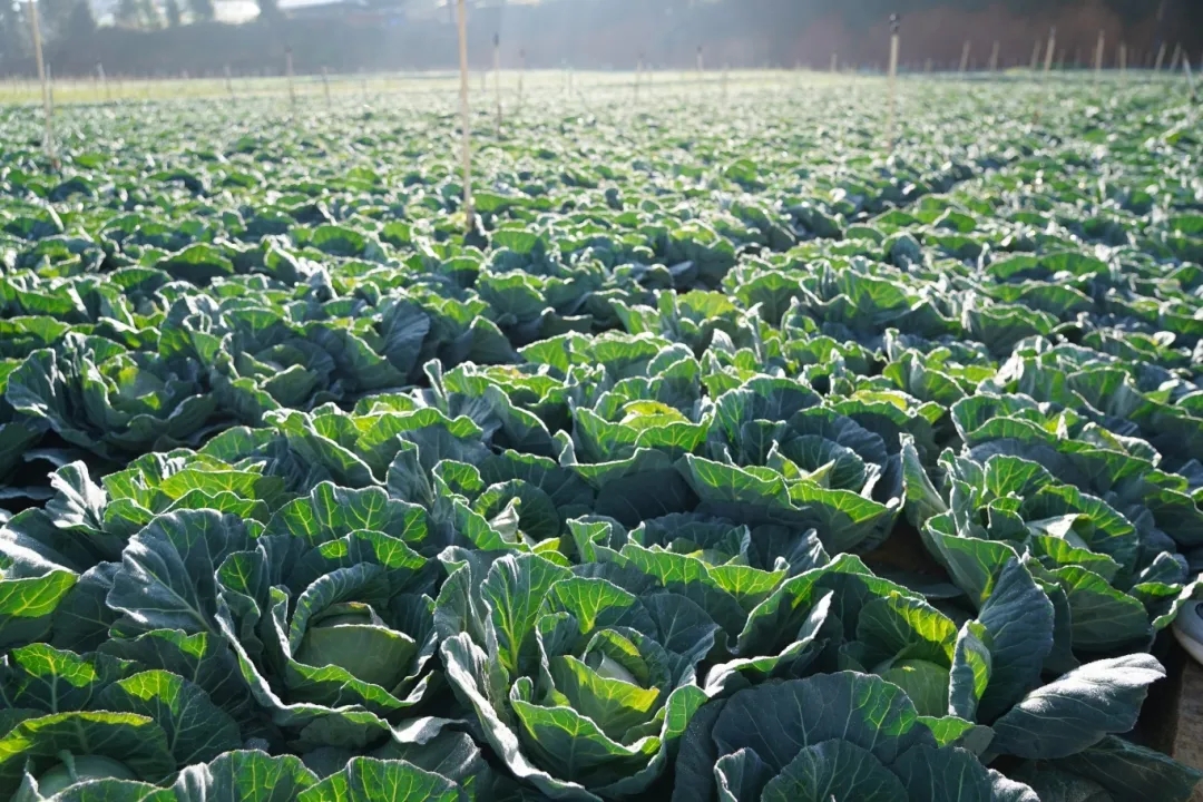 微信图片_20260121152440_89_120