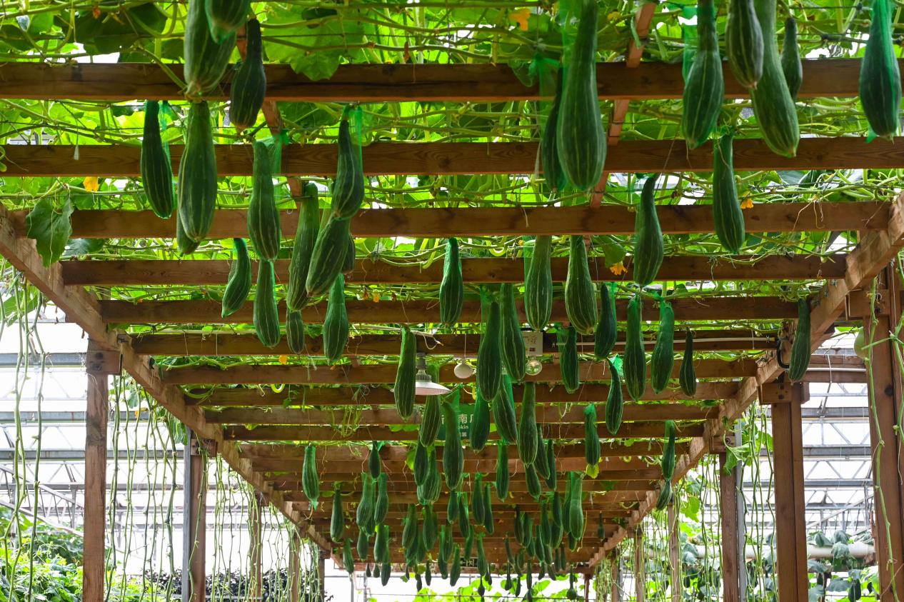 菜博会吊瓜廊架