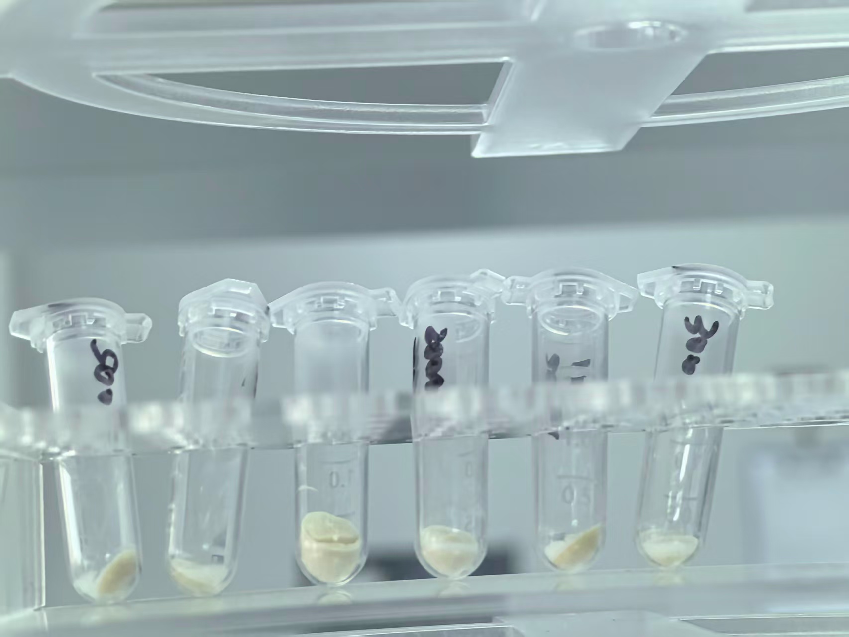 注射用脱细胞羊膜基质颗粒冻干品