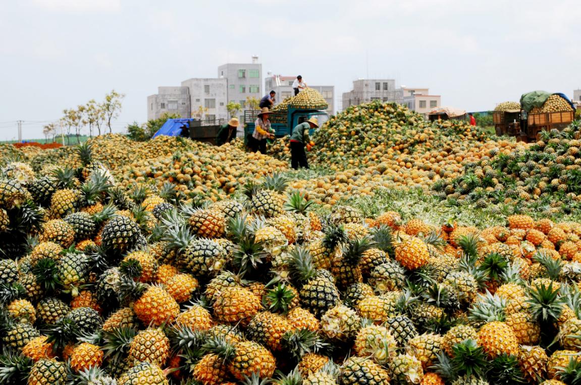 图为:徐闻菠萝种植户在将采摘上来的菠萝装车(王策铭摄)