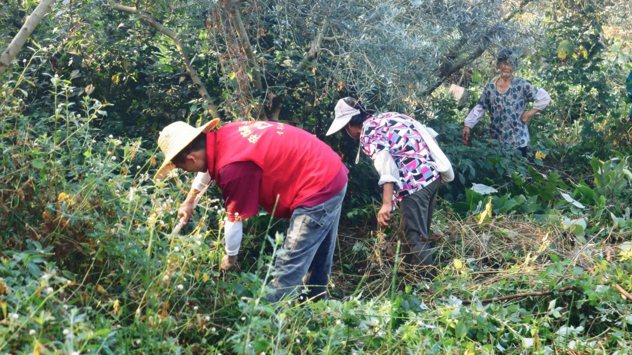 图7:在工人的带领下进行除草
