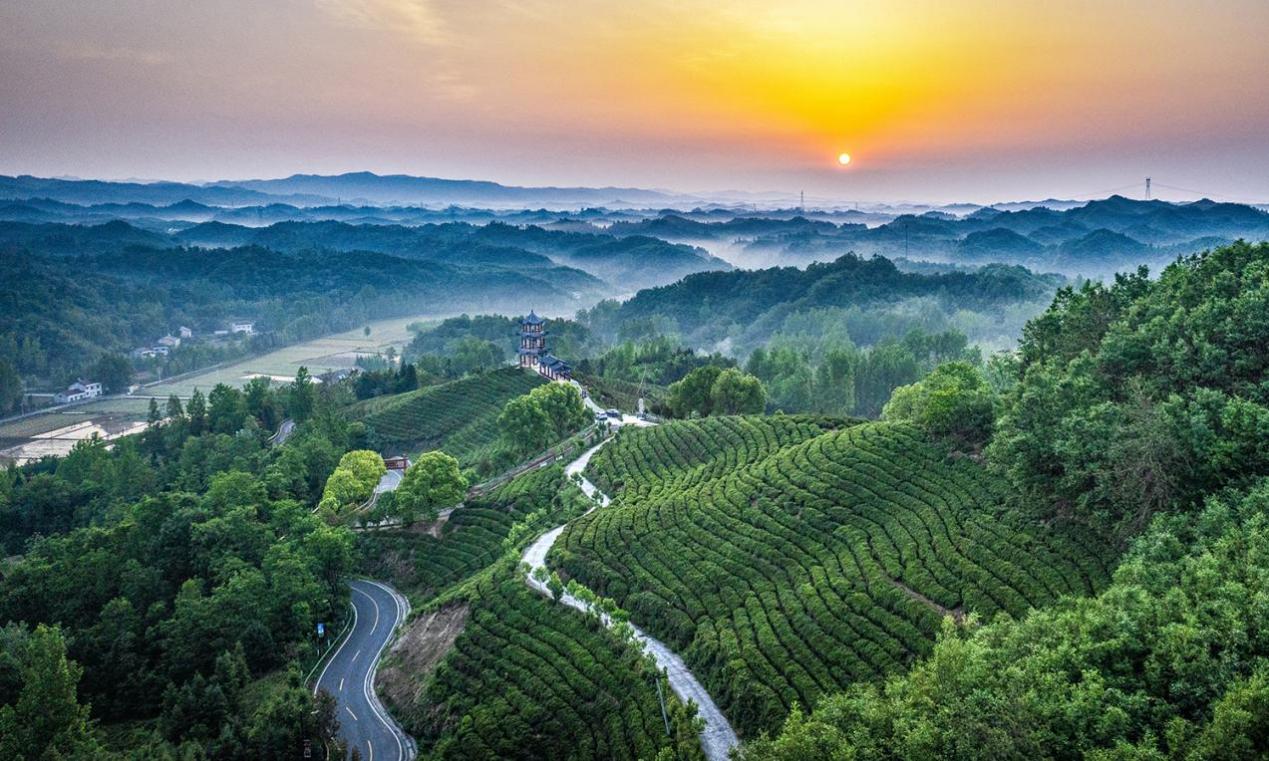 21-4《茶乡晨曦》