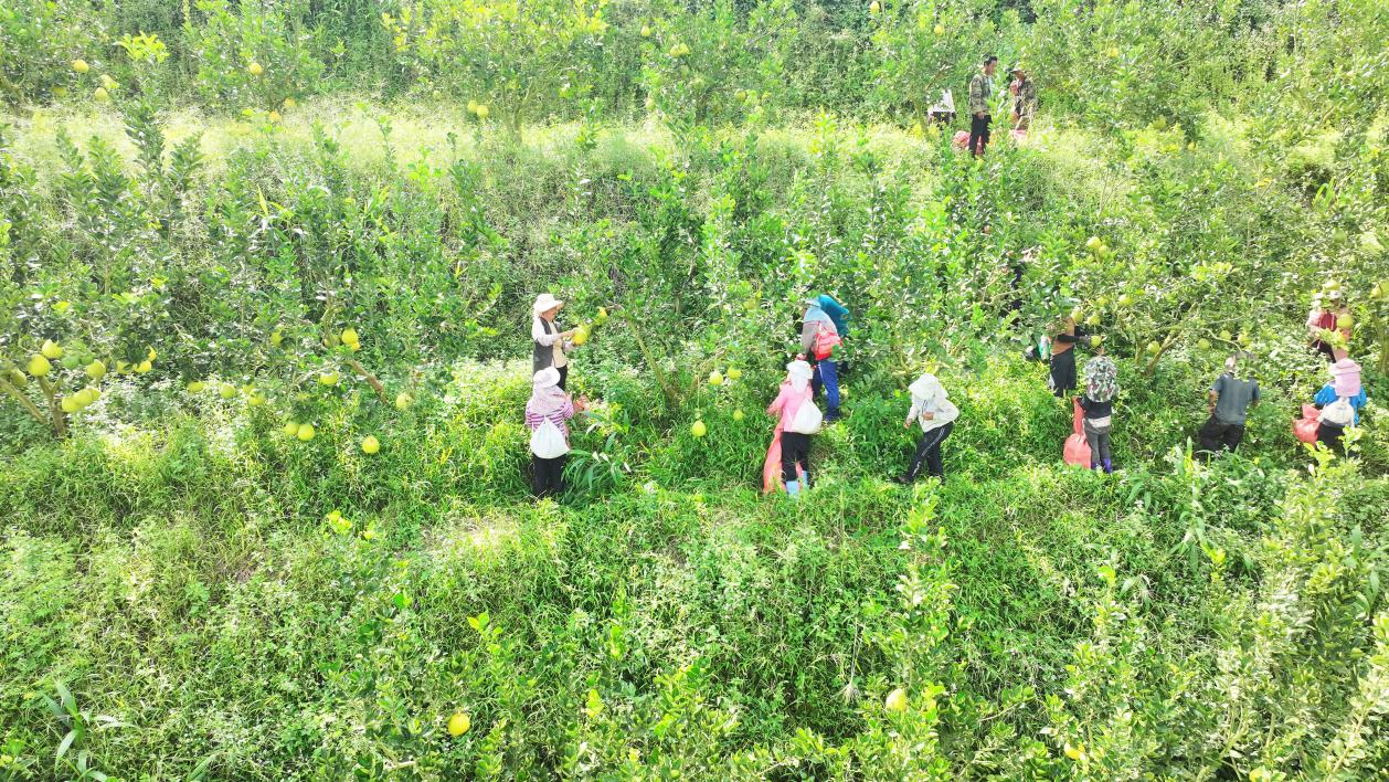工人正在采摘新鲜“东试早”柚。 9月4日 王卓摄 (2)