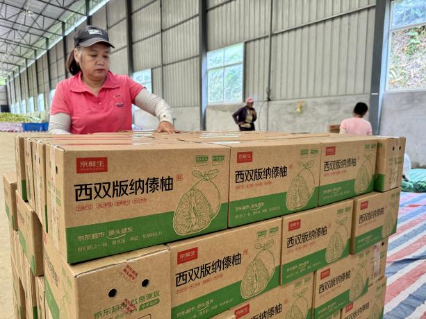 打包装箱准备发货的“东试早”柚。9月4日 玉喃迈摄