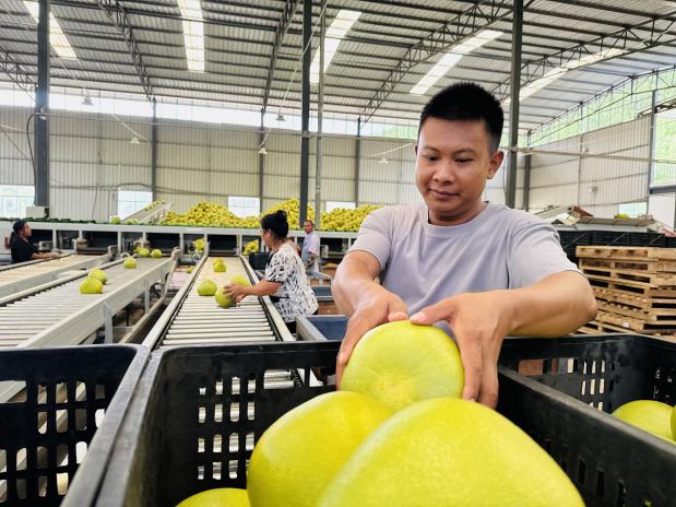 在分拣车间,工人正在流水线上人工挑选精品柚。9月4日 玉喃迈摄