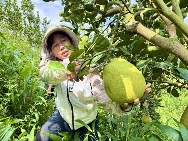 工人正在采摘新鲜“东试早”柚。 9月4日 玉喃迈摄
